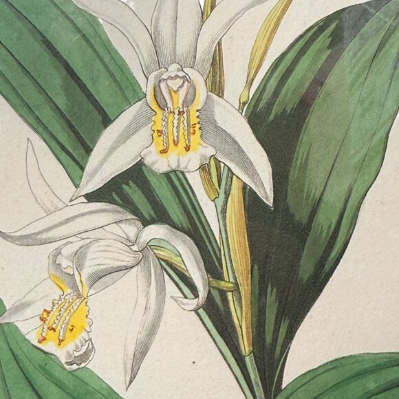 Framed Botanical Print Vintage Art Print 12.25" High White Flower - Picture 7 of 15